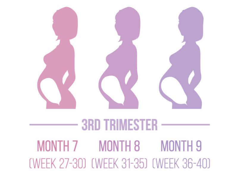 Pregnancy-Development-3rd-Trimester0-800x640.jpg